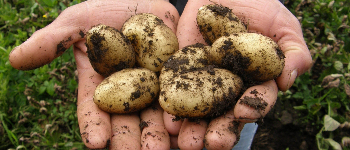 Los tubérculos: aliados saludables y deliciosos para tu cocina (2025)